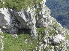 Серна-кавказская_стация